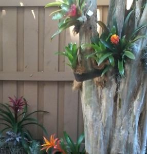 2 Bromeliads, young, blooming soon! 🤞